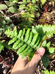 Polypodium calirhiza