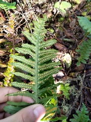 Polypodium calirhiza