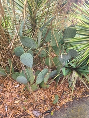 Opuntia tunoidea