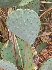 Opuntia tunoidea