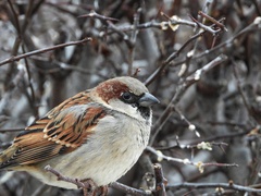 Passer domesticus