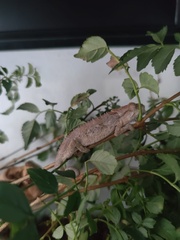 Bradypodion ventrale