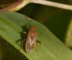 Stictopleurus subtomentosus