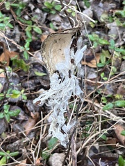 Asclepiadoideae