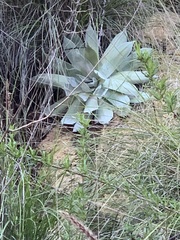 Dudleya
