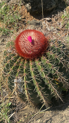 Melocactus intortus