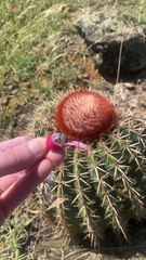 Melocactus intortus