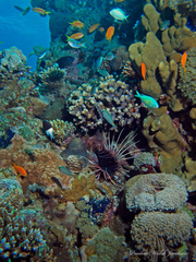 Pycnochromis dimidiatus