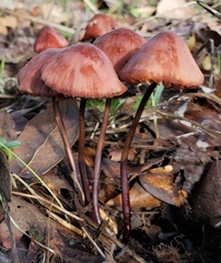 Marasmius plicatulus