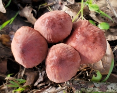 Marasmius plicatulus