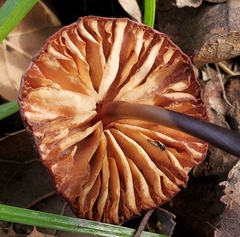 Marasmius plicatulus