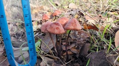 Marasmius plicatulus