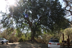 Xanthocercis zambesiaca