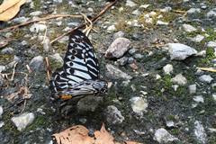 Graphium delessertii