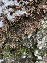Frullania tamarisci