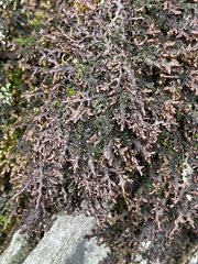 Frullania tamarisci