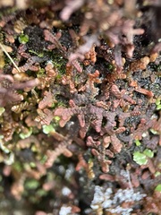 Frullania tamarisci