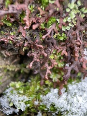 Frullania tamarisci