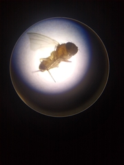 Drosophilidae