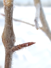 Euhexomyza schineri