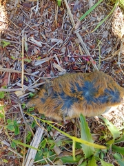 Oxymycterus rufus