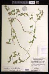 Euphorbia spathulata
