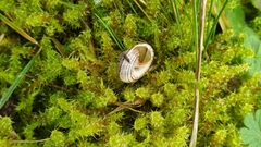 Xeroplexa intersecta