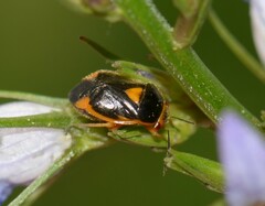 Strongylocoris erythroleptus