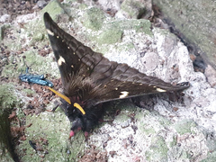 Paradirphia andicola