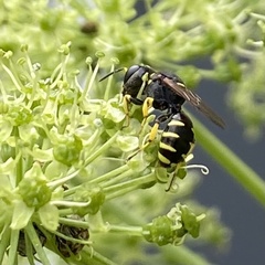 Ectemnius lapidarius