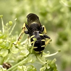 Ectemnius lapidarius