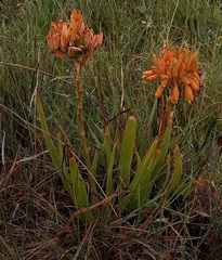 Aloe ecklonis