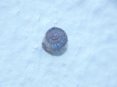 Xerotricha conspurcata