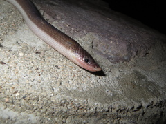 Loxocemus bicolor