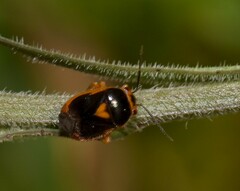 Strongylocoris erythroleptus
