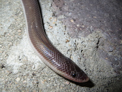 Loxocemus bicolor