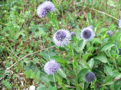 Globularia bisnagarica
