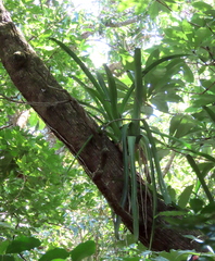 Aechmea bracteata