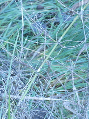 Equisetum telmateia