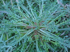 Reseda lutea