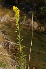 Solidago spectabilis