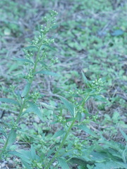 Erigeron sumatrensis