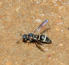 Antepipona