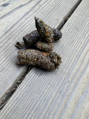 Cestoda