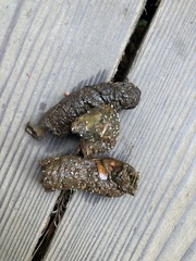 Cestoda