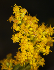 Solidago spectabilis