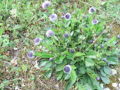 Globularia bisnagarica