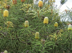 Banksia speciosa