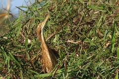 Botaurus pinnatus