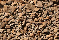 Pedioplanis lineoocellata